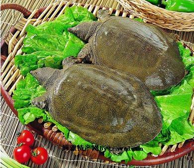 “梅家蕩”生態(tài)鱉